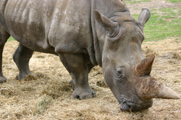 Thoiry rhinocros